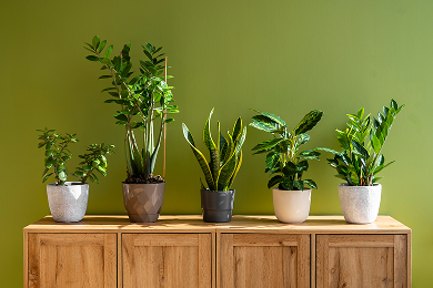 Workspace Plant Care