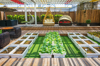 Plant Repotting